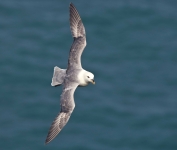 Fulmar (Tom McDonnell)